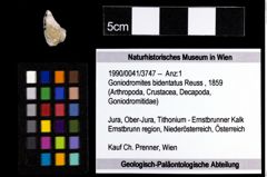 Foto (Objekt + Etiketten) von Goniodromites bidentatus (Reuss, 1859) 
